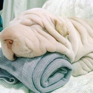 Towel Dog