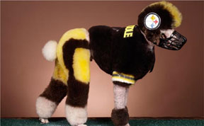 Dogs Hair Cuts on 20 Bizarre Dog Hairdos