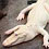 Albino-Animals-thumb