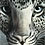 pod0015-Leopard-Optical-Illusion-thumb45