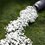pod-0055-spilled-flowers-thumb45
