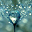 macro-dew-drops-sharon-johnstone-thumb45