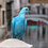 colored-pigeons-julian-charriere-julius-von-bismarck-thumb45