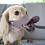 quack-dog-muzzle-thumb45