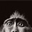 more-than-human-animal-photography-tim-flach-thumb45