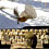 real-birds-on-twitter-thumb45