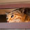 cat-transit-system-thumb45