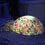 rainbow-igloo-thumb45