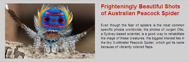 Frighteningly Beautiful Shots of Australian Peacock Spider