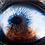 animal-eye-macro-suren-manvelyan-thumb45