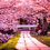 cherry-blossoms-sakura-spring-thumb45
