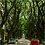 green-tunnel-street-porto-alegre-brazil-thumb45