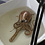 realistic-3d-sea-animals-keng-lye-thumb45
