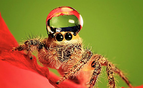 [Image: jumping-spider-waterdrop-hats-uda-dennie-latest.jpg]