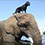 elephant-dog-friendship-bubbles-and-bella-thumb45