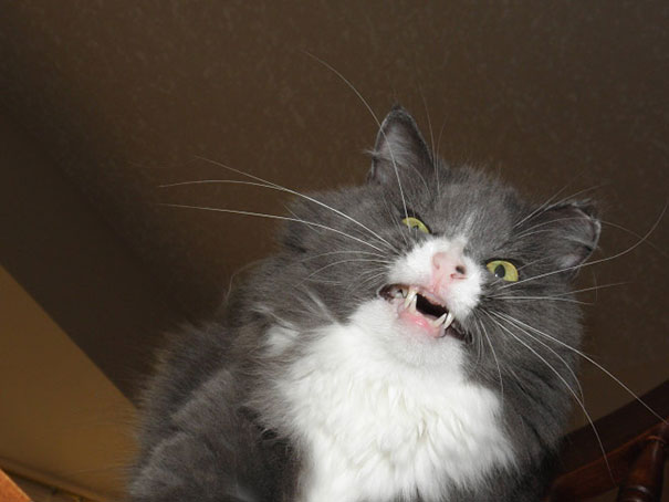 funny-cats-sneezing-1