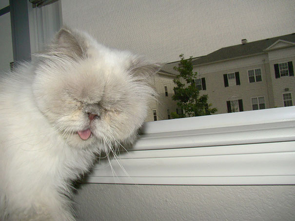 funny-cats-sneezing-11