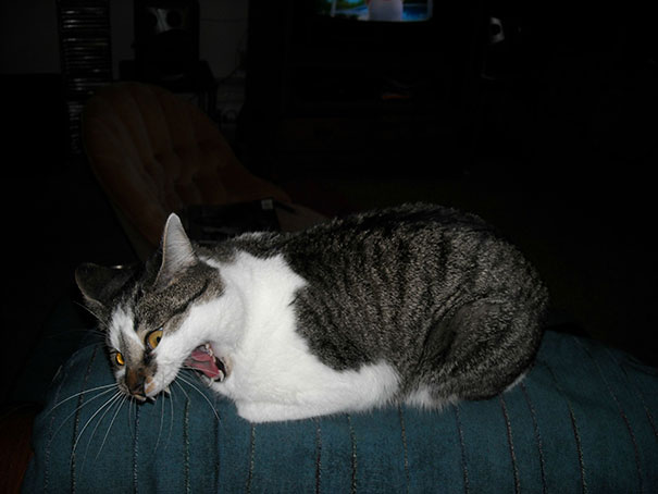 funny-cats-sneezing-12