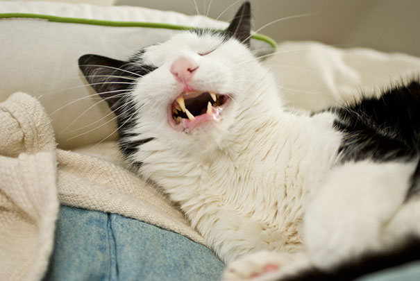 funny-cats-sneezing-13