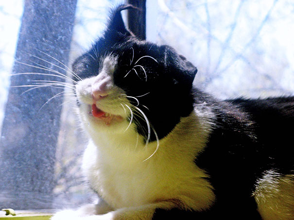 funny-cats-sneezing-15