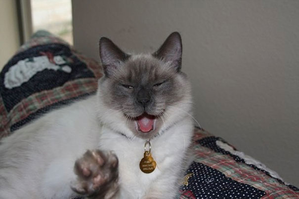 funny-cats-sneezing-16