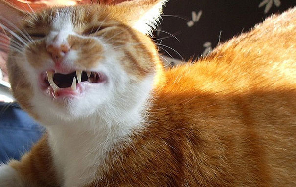 funny-cats-sneezing-18
