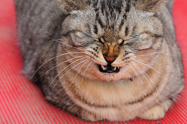 funny-cats-sneezing-19