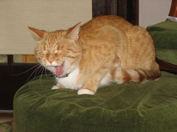 funny-cats-sneezing-2