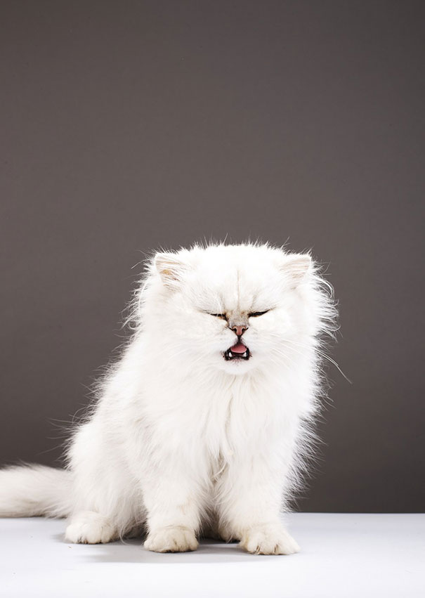 funny-cats-sneezing-20