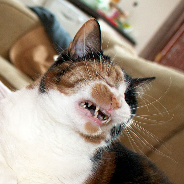 funny-cats-sneezing-22