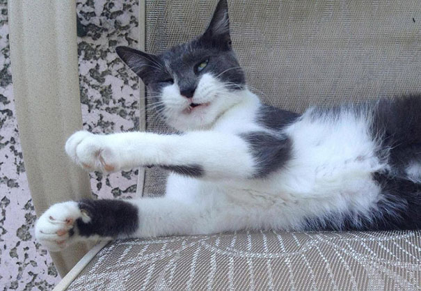 funny-cats-sneezing-27