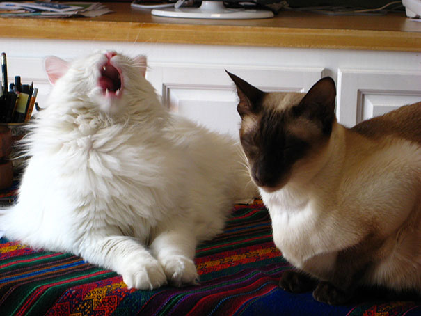funny-cats-sneezing-4