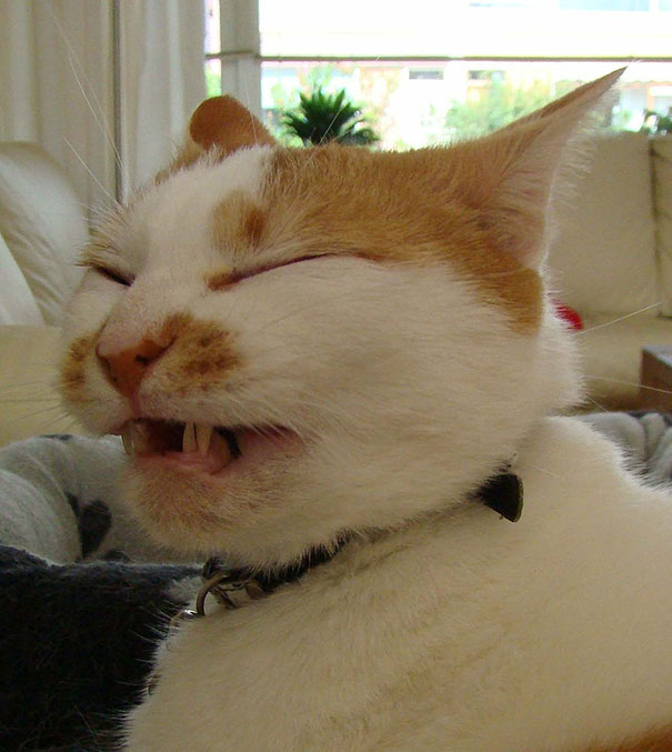 funny-cats-sneezing-8