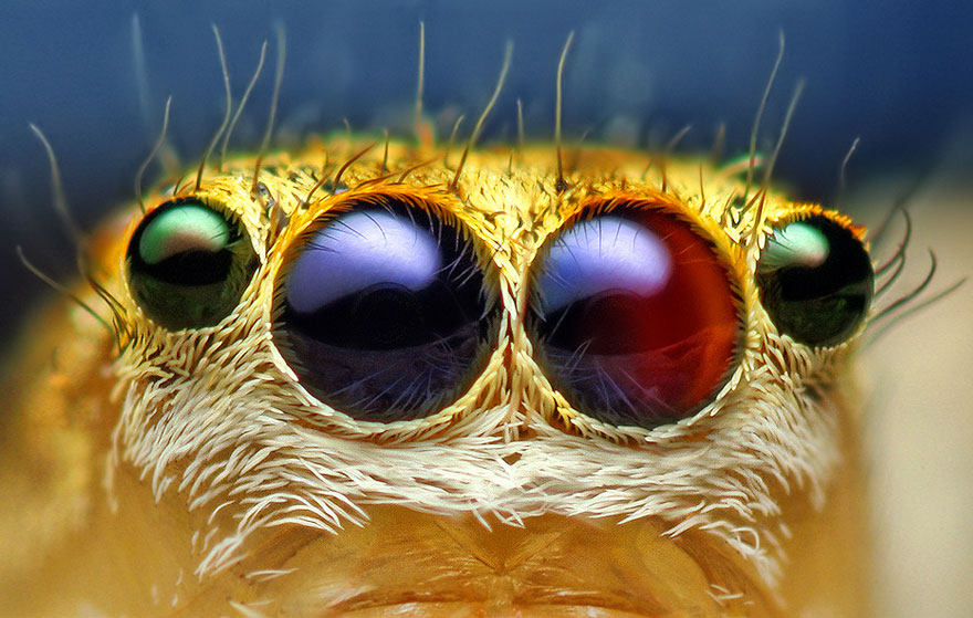 jumping-spiders-macro-photography-thomas-shahan-1
