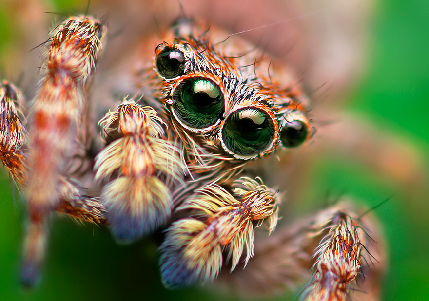 jumping-spiders-macro-photography-thomas-shahan-13