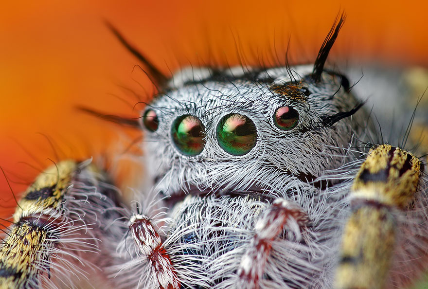 jumping-spiders-macro-photography-thomas-shahan-14