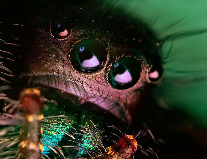 jumping-spiders-macro-photography-thomas-shahan-15