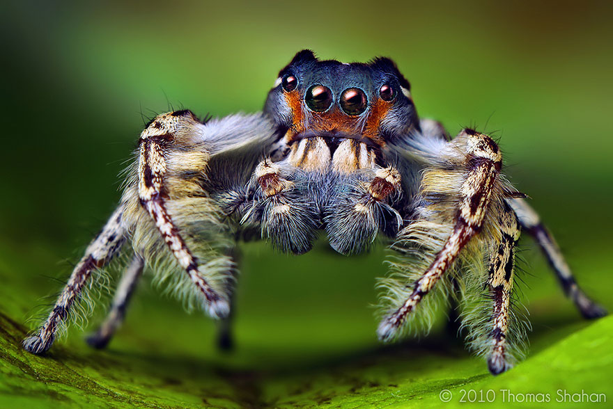 jumping-spiders-macro-photography-thomas-shahan-20