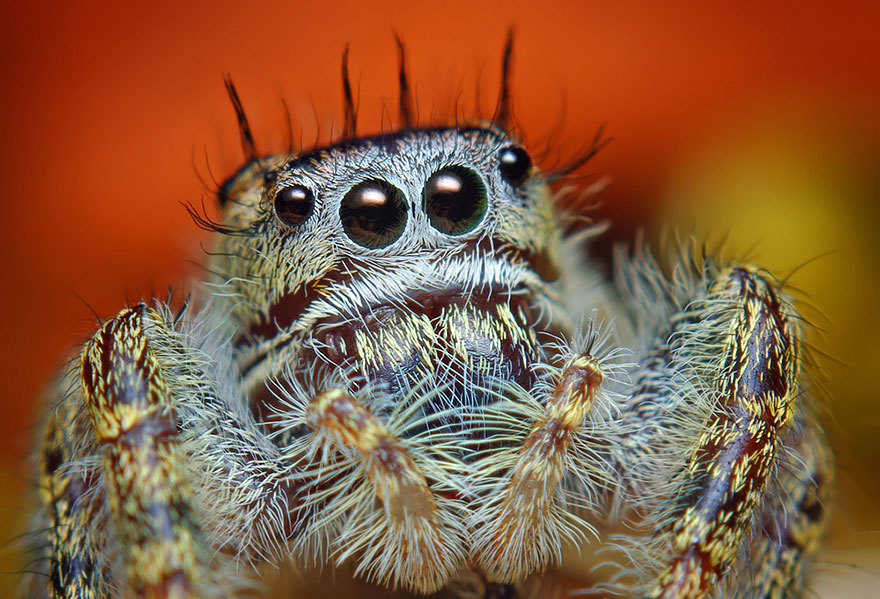 jumping-spiders-macro-photography-thomas-shahan-5