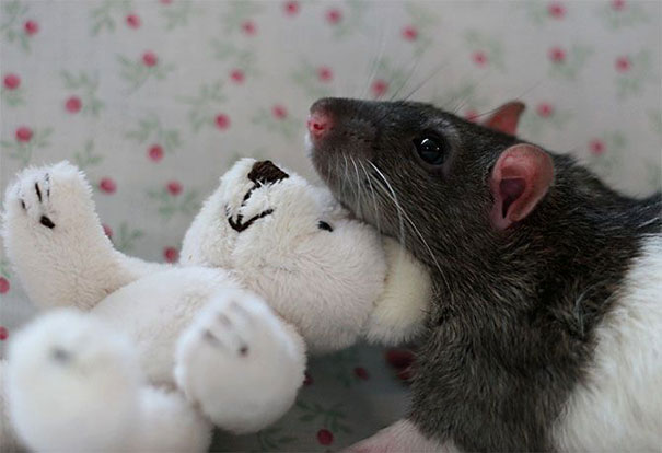 rats-with-teddy-bears-2