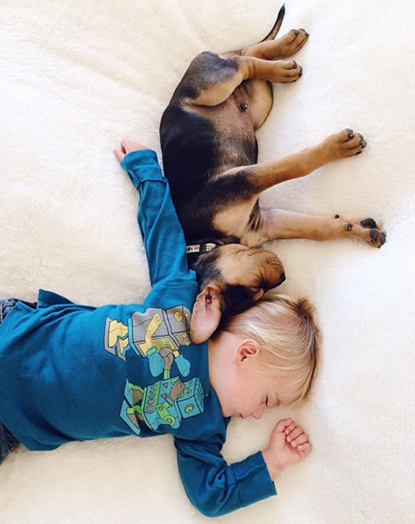 toddler-naps-with-puppy-theo-and-beau-2-6