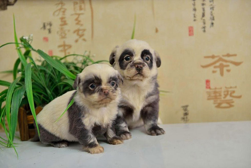 cute-dog-panda-puppies-1
