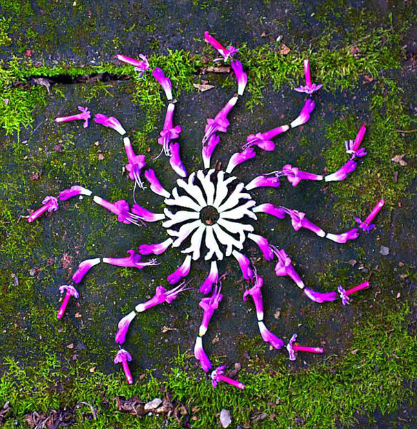 danmala-flower-mandala-kathy-klein-22