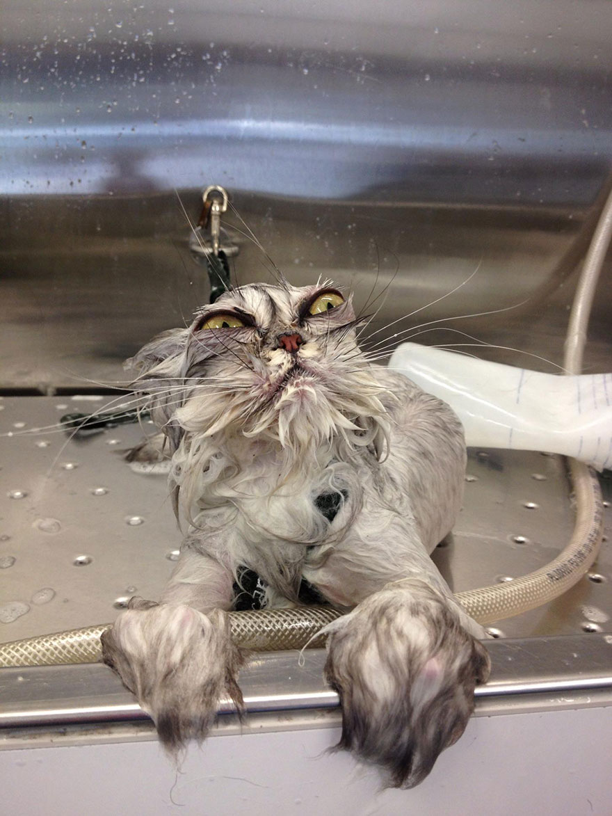 funny-wet-cats-8.jpg