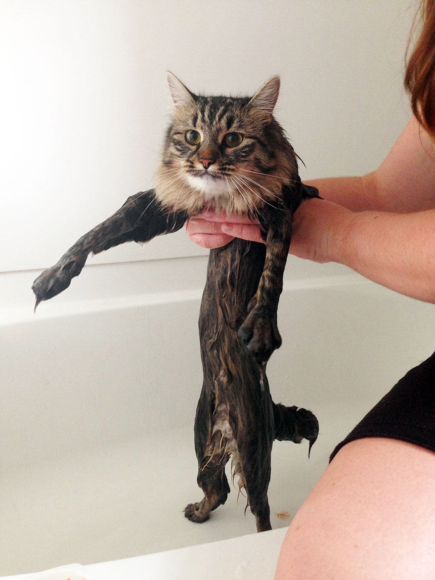 funny-wet-cats-9-2.jpg