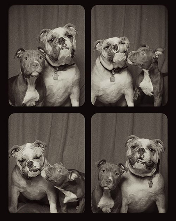 pit-bull-photo-booth-love-6
