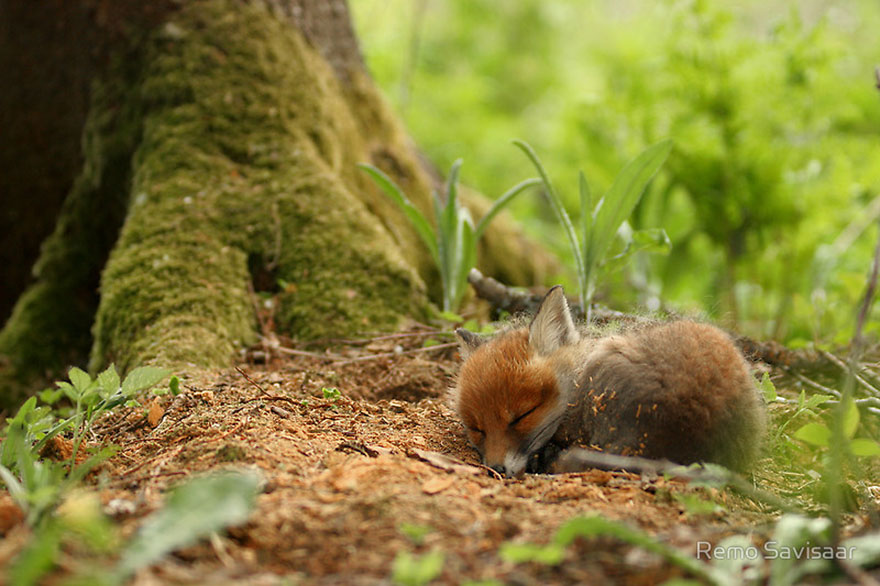 amazing-fox-photos-11.jpg