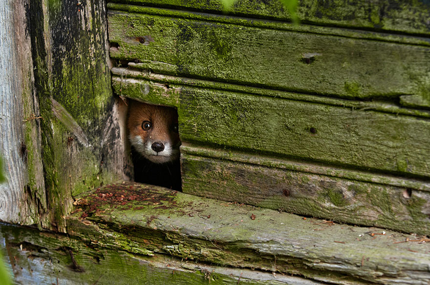 amazing-fox-photos-19.jpg