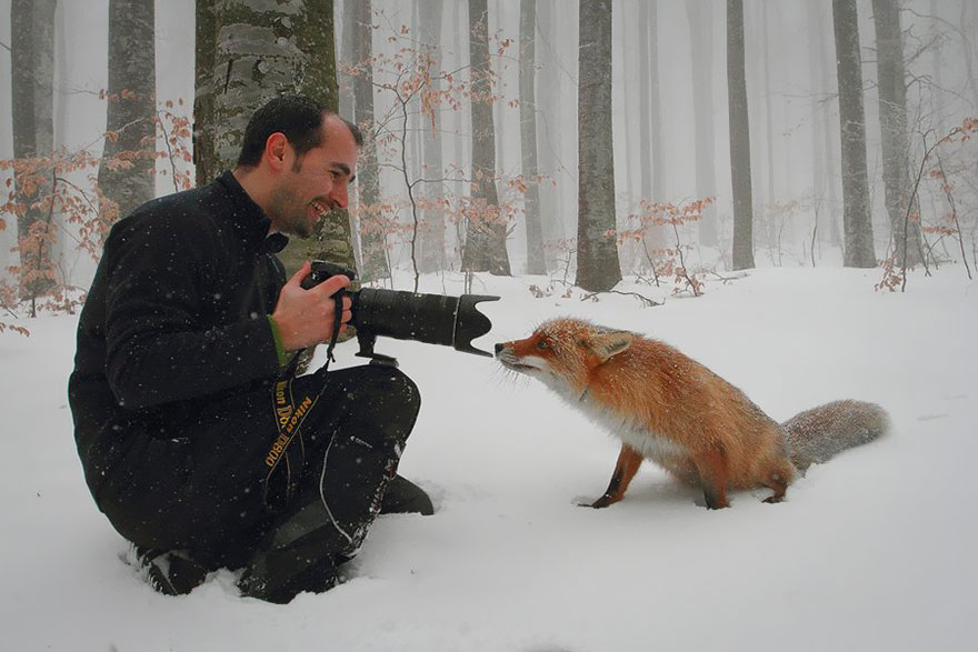 amazing-fox-photos-20-1.jpg
