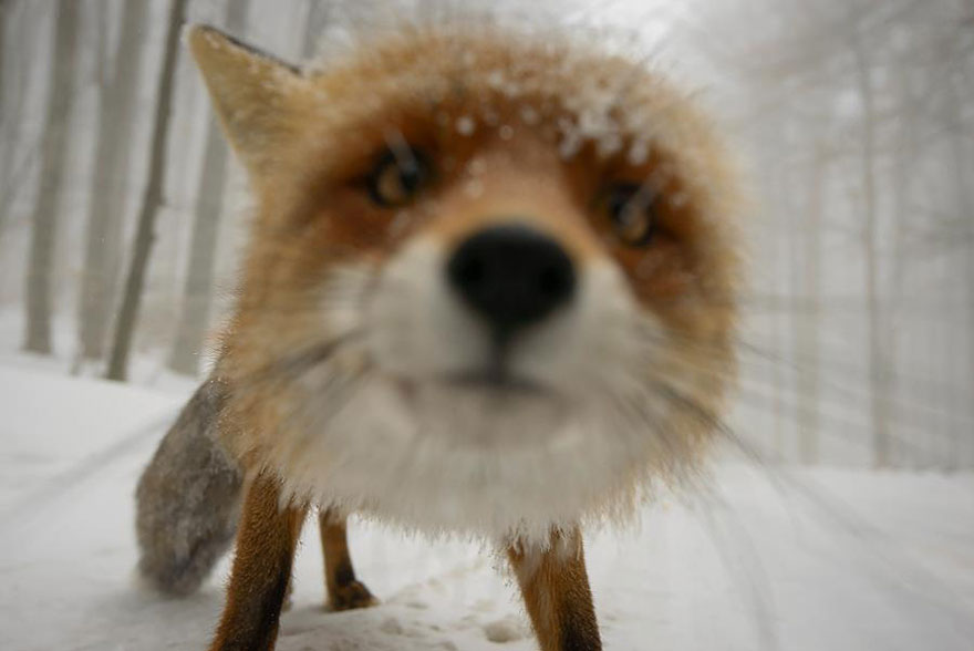 amazing-fox-photos-20-2.jpg